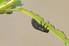 Attēlu rezultāti vaicājumam “Craniophora ligustri larva”