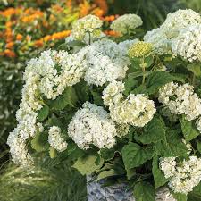 Attēlu rezultāti vaicājumam “Hydrangea arborescens”