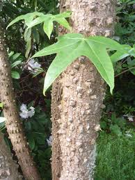 Attēlu rezultāti vaicājumam “Kalopanax septemlobus”