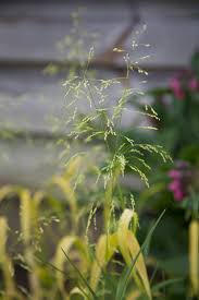 Attēlu rezultāti vaicājumam “Milium effusum flower”