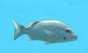 Image result for Lutjanus cyanopterus