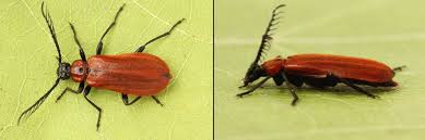 Attēlu rezultāti vaicājumam “Schizotus pectinicornis”