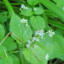 Attēlu rezultāti vaicājumam “Trichia alpina”