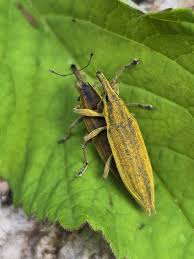 Attēlu rezultāti vaicājumam “Lixus iridis”