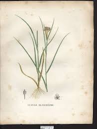 Attēlu rezultāti vaicājumam “Luzula luzuloides”