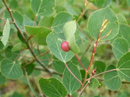 Attēlu rezultāti vaicājumam “Harmandia”