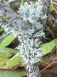 Attēlu rezultāti vaicājumam “Ramalina fastigiata”