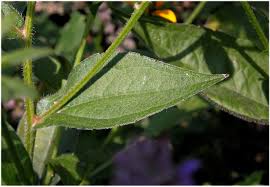 Attēlu rezultāti vaicājumam “Rudbeckia hirta var. hirta leaf”