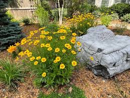 Image result for Coreopsis