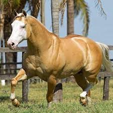 Image result for horse girl gun