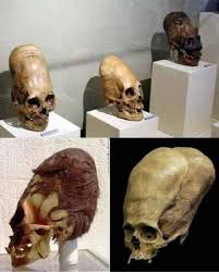 Image result for elongated skulls
