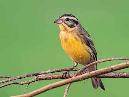 Image result for Emberiza aureola