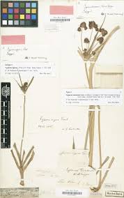 Image result for Thaddus Haenke