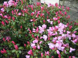 Attēlu rezultāti vaicājumam “Gaultheria cuneata”