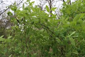 Attēlu rezultāti vaicājumam “Lonicera tatarica leaf”
