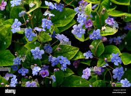 Image result for Omphalodes verna