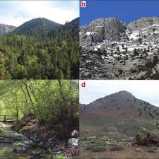 Attēlu rezultāti vaicājumam “Herzogiella seligeri sporophyte”