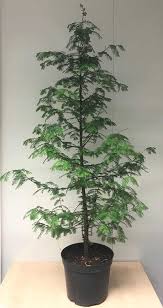 Image result for Mammutbaum