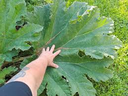 Attēlu rezultāti vaicājumam “Licea testudinacea young”