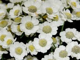 Attēlu rezultāti vaicājumam “Achillea ptarmica leaf”