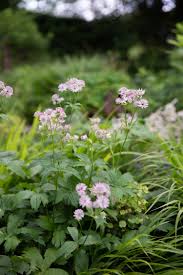 Attēlu rezultāti vaicājumam “Astrantia major leaf”