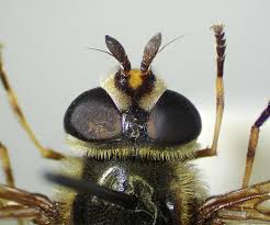 Attēlu rezultāti vaicājumam “Didea alneti”