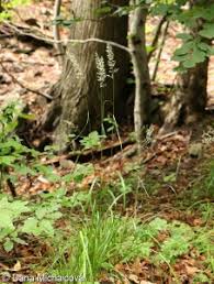 Attēlu rezultāti vaicājumam “Calamagrostis arundinacea leaf”
