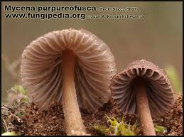 Attēlu rezultāti vaicājumam “Mycena purpureofusca”