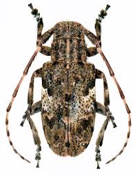 Attēlu rezultāti vaicājumam “Cerambycidae”