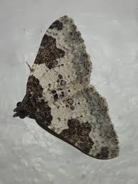 Attēlu rezultāti vaicājumam “Xanthorhoe fluctuata”