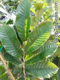 Attēlu rezultāti vaicājumam “Castanea sativa”