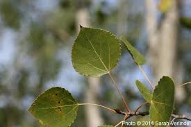 Attēlu rezultāti vaicājumam “Populus tremula leaf”