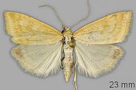 Attēlu rezultāti vaicājumam “Udea lutealis”