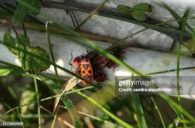 Attēlu rezultāti vaicājumam “Pyrrhocoris apterus nymph”
