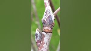 Attēlu rezultāti vaicājumam “Sorbus aucuparia bud”