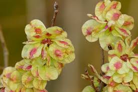 Attēlu rezultāti vaicājumam “Ulmus glabra fruit”