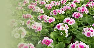 Image result for Primula obconica