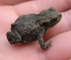 Attēlu rezultāti vaicājumam “Bufo bufo juvenile”