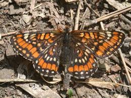Attēlu rezultāti vaicājumam “Euphydryas maturna upperside”