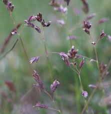 Attēlu rezultāti vaicājumam “Poa pratensis flower”