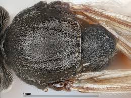 Attēlu rezultāti vaicājumam “Diplolepis rosae”