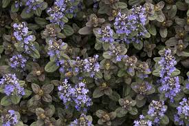 Attēlu rezultāti vaicājumam “Ajuga reptans”