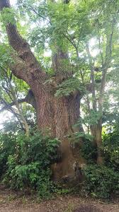 Attēlu rezultāti vaicājumam “Fraxinus excelsior leaf”