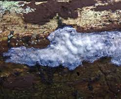 Attēlu rezultāti vaicājumam “Skeletocutis”