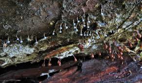 Attēlu rezultāti vaicājumam “Physarum pseudoalexandrowiczii sessile”