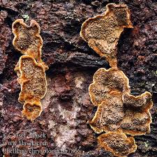 Attēlu rezultāti vaicājumam “Phellinus chrysoloma”