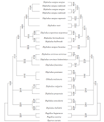 Image result for Diplodus capensis