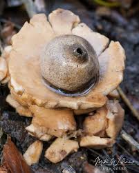 Attēlu rezultāti vaicājumam “Geastrum quadrifidum”