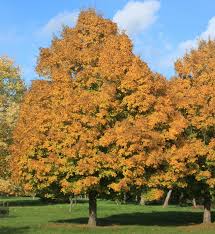 Attēlu rezultāti vaicājumam “Acer campestre”