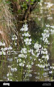 Attēlu rezultāti vaicājumam “Hottonia palustris”
